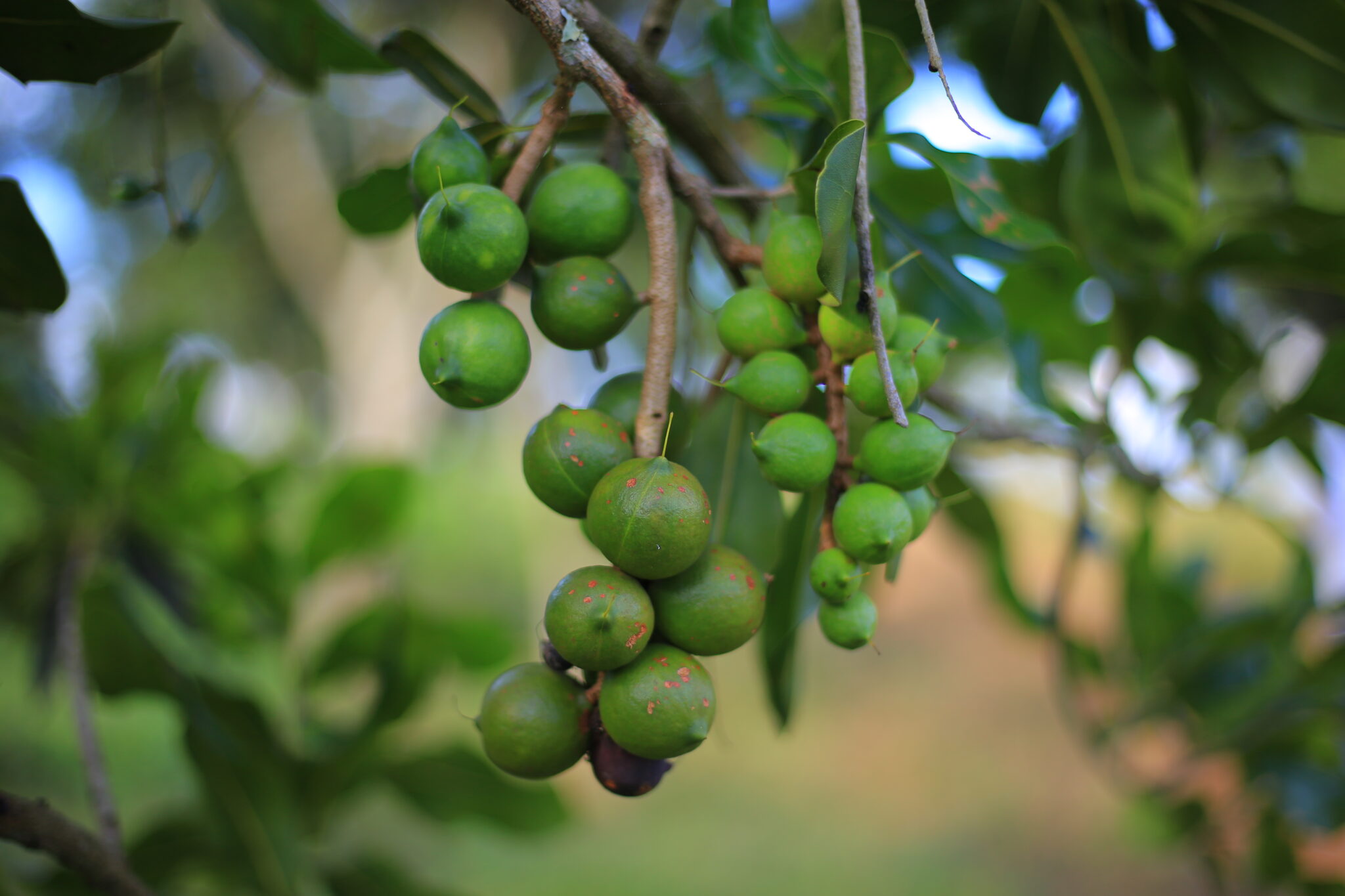 Macadamia Processing Amafh