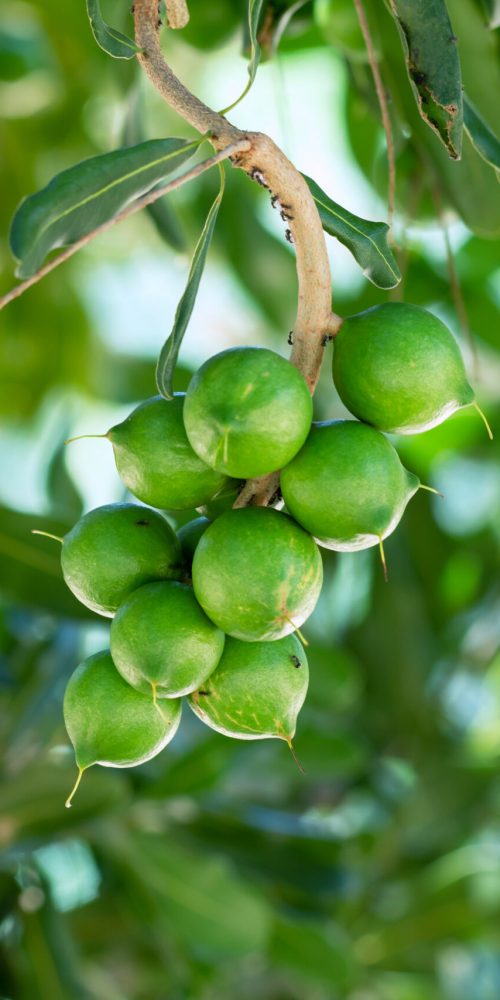 Raw of Macadamia integrifolia or Macadamia nut hanging on plant.